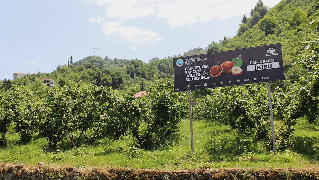 Trabzon ve Giresun arasında fındık iş birliği!