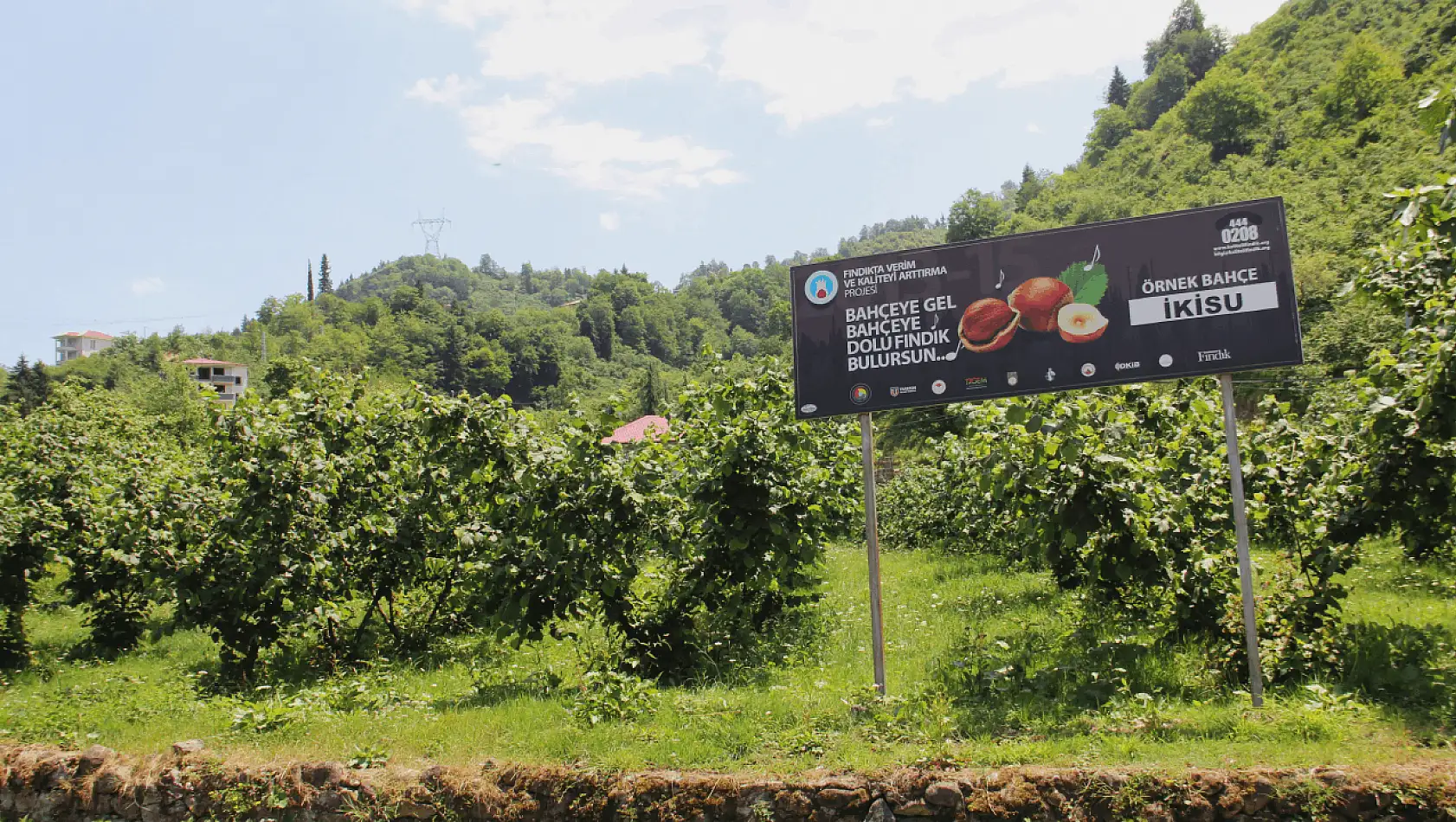 Trabzon ve Giresun arasında fındık iş birliği!