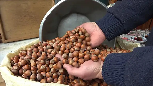 Giresun'da fındık dondu! Üretici endişeli
