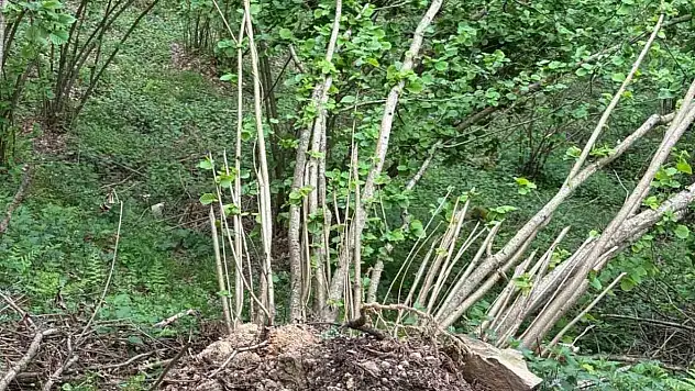 Ziraat Odası uyardı: Rekoltede büyük düşüş bekleniyor