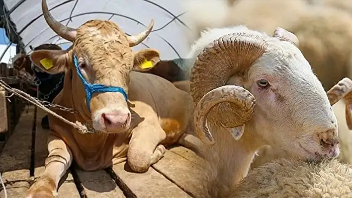 2025 Kurbanlık küçükbaş ve büyükbaş fiyatları belli oldu!