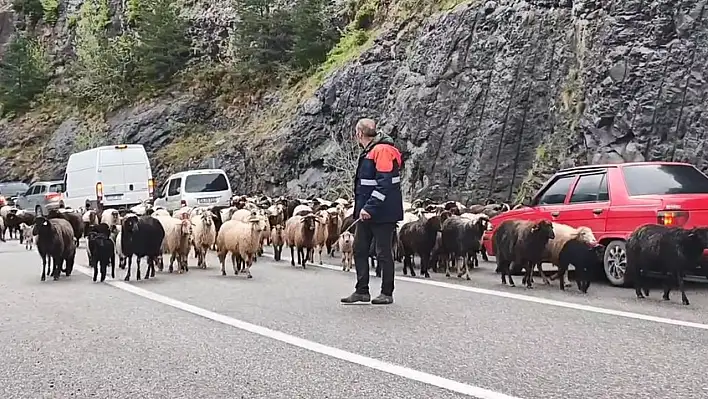 Artvin'den Ardahan'a 600 koyunluk göç karayolunu işgal etti