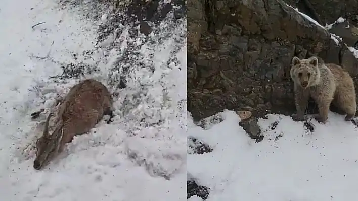 Dağ keçisini ayıya yem olmaktan kurtardı