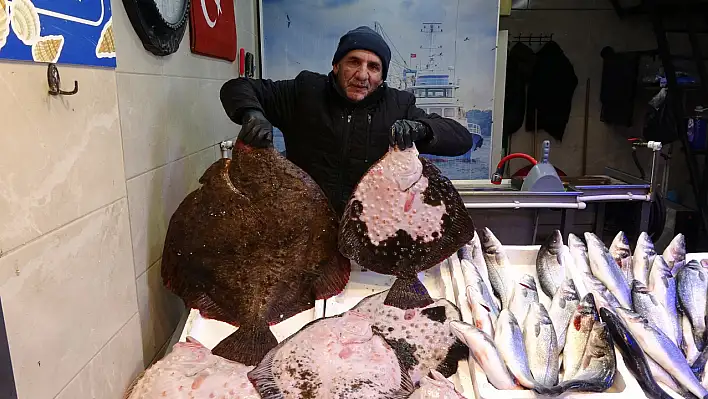 Karadeniz'de kırlangıç ve kalkan bolluğu! 40 yıl sonra bir ilk