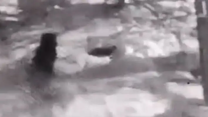 Kurtlara tek başına karşı koydu