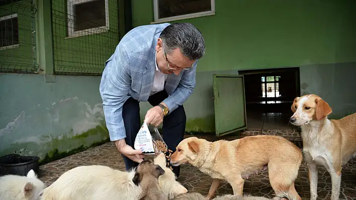 Trabzon Büyükşehir Belediyesi 942 köpeği sahiplendirdi