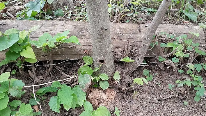 Trabzon'da Drakula böceğine karşı önlemler sona yaklaştı