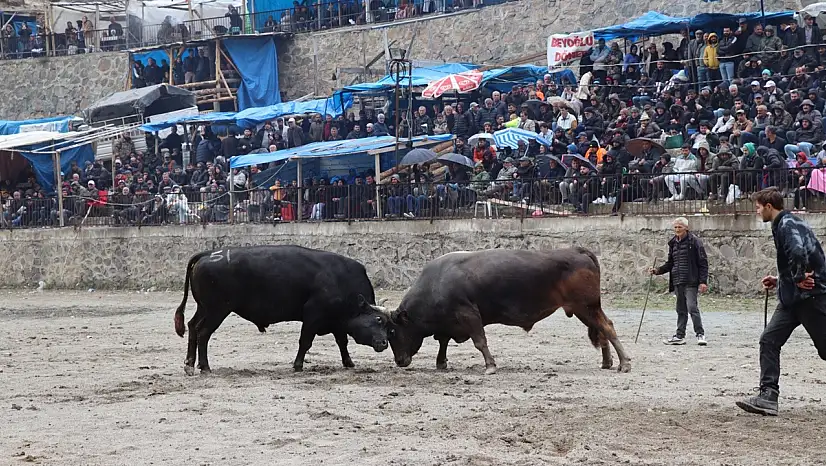 Artvin'de boğa güreşleri başladı! İlkbaharın coşkusu Sarıgöl'de yaşandı