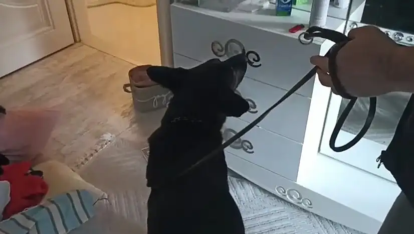 Samsun'da uyuşturucu operasyonu: Narkotik köpeği Tony 1.7 kilo metamfetamin buldu!