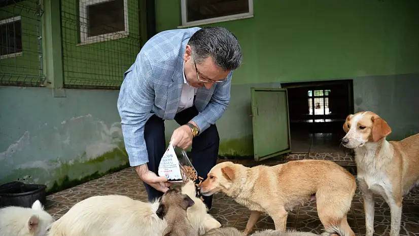 Trabzon Büyükşehir Belediyesi 942 köpeği sahiplendirdi