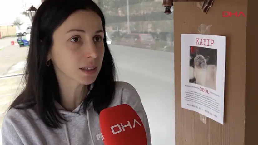 Trabzon'da kayıp kedi 'Badem'i bulana altın ödülü